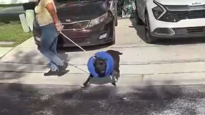 Pitbull pulling lunging walk to calm in Coral Springs